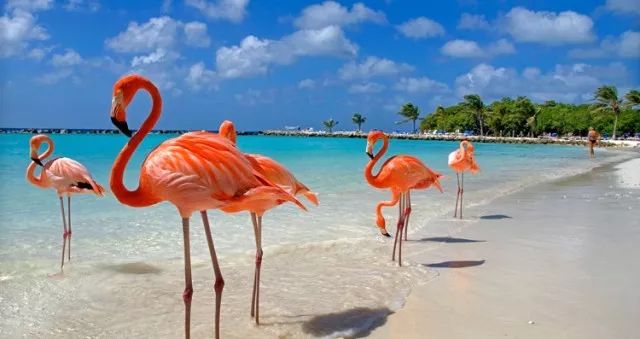这个圣诞去加勒比海岛走一走! 荧光沙滩火烈鸟，更有世界最萌小猪岛