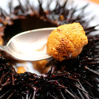 Finding the delicious sea urchin in Los Angeles-Uni Battle
