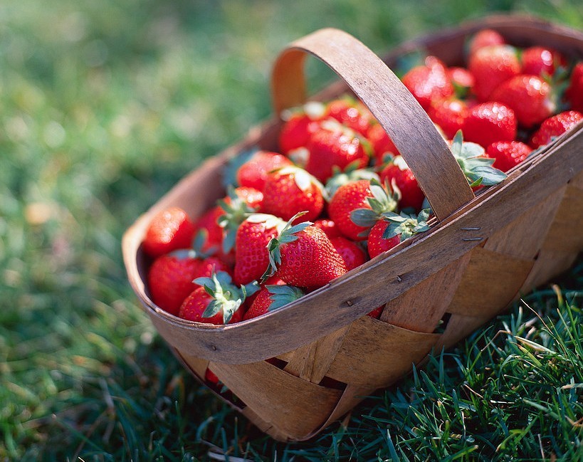 采草莓摘樱桃！南加州最实用水果采摘路线(2015年4月更新)
