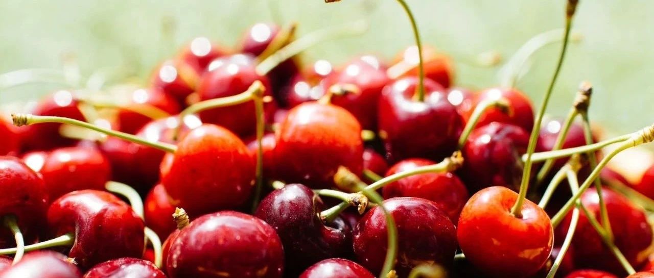 The picking information of cherry farms in the Bay Area is summarized, and remember to do a good job of safety when you go out!
