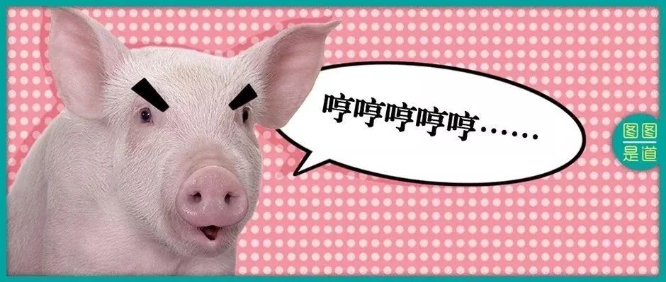 In the Year of the Pig, how much do you know about pigs? Hehehe is all here