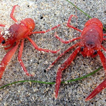 小红蟹抢滩，这玩意儿到底能不能吃？