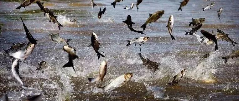 美国五大湖中310万磅鲤鱼泛滥成灾，全国网民只有一个问题:  清蒸还是红烧？