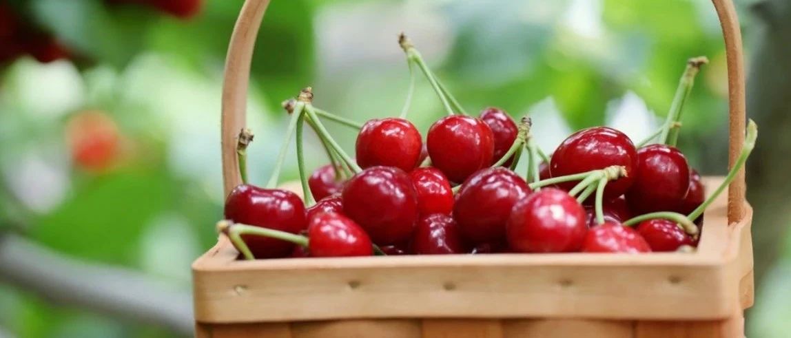 Ok! You can still pick cherries this year. Some farms only accept appointments. You must comply with these requirements and precautions!