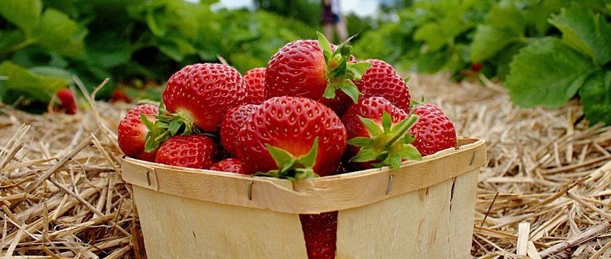 多伦多草莓节本周开启!周边农场采摘信息汇总,外出需遵守这些要求!