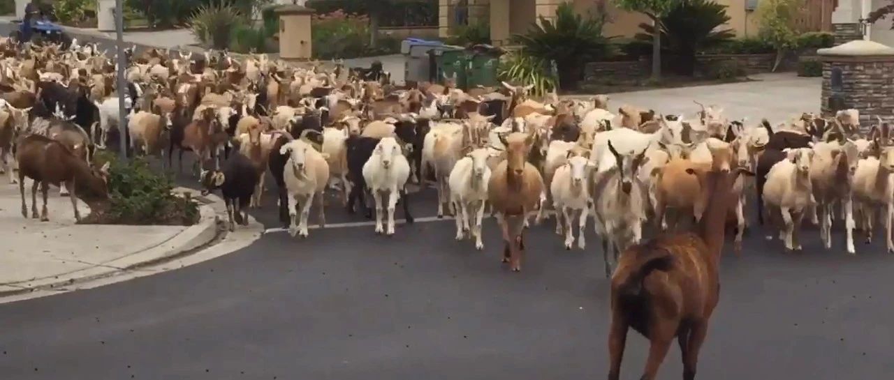 Laugh out loud! 200 goats poured into the Bay Area residential area to walk and graze ... Breeder: I want to die! Goats: The epidemic can suffocate us