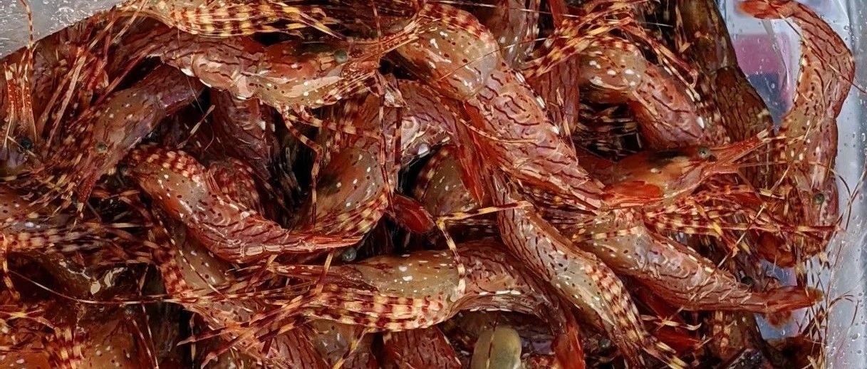 西雅图迎来活虾季节! 到底到哪买活虾?